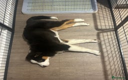 Australian Shepherd dogs for sale: Australian Shepherd Girl - Advert 4