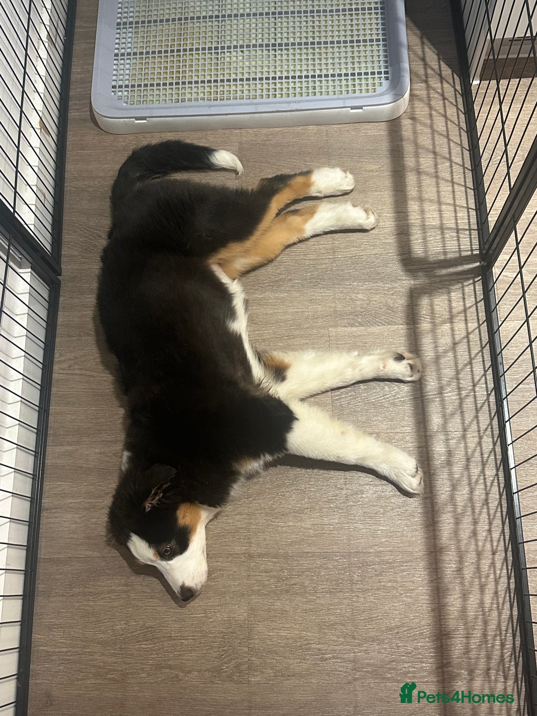 Australian Shepherd dogs for sale: Australian Shepherd Girl - Advert 4