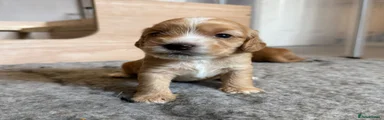Cockapoo 6