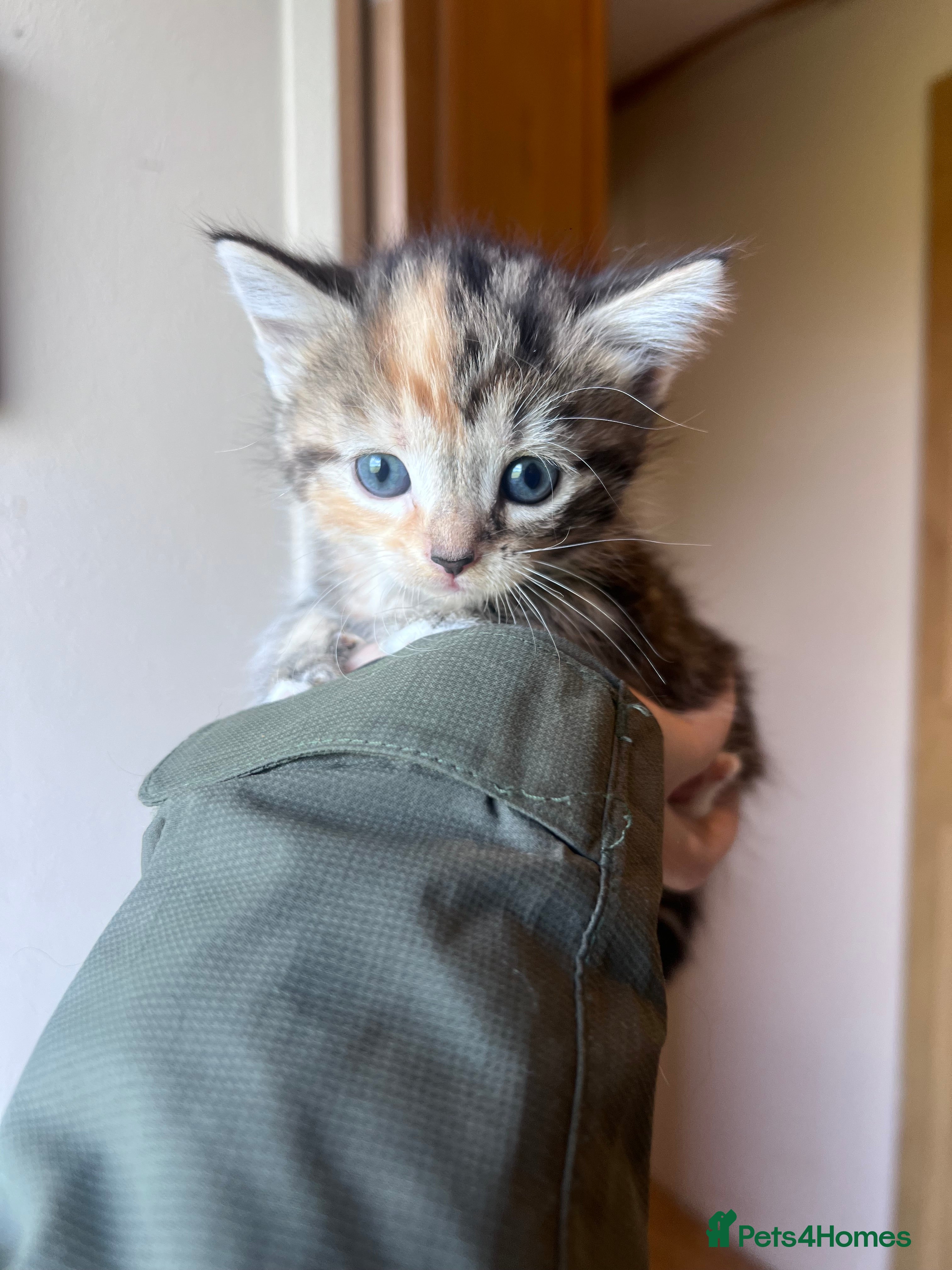Mixed Breed cats Kittens looking for home - Advert 4