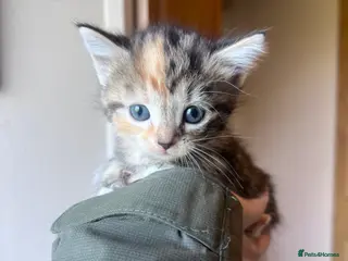 Mixed Breed cats Kittens looking for home - Advert 4