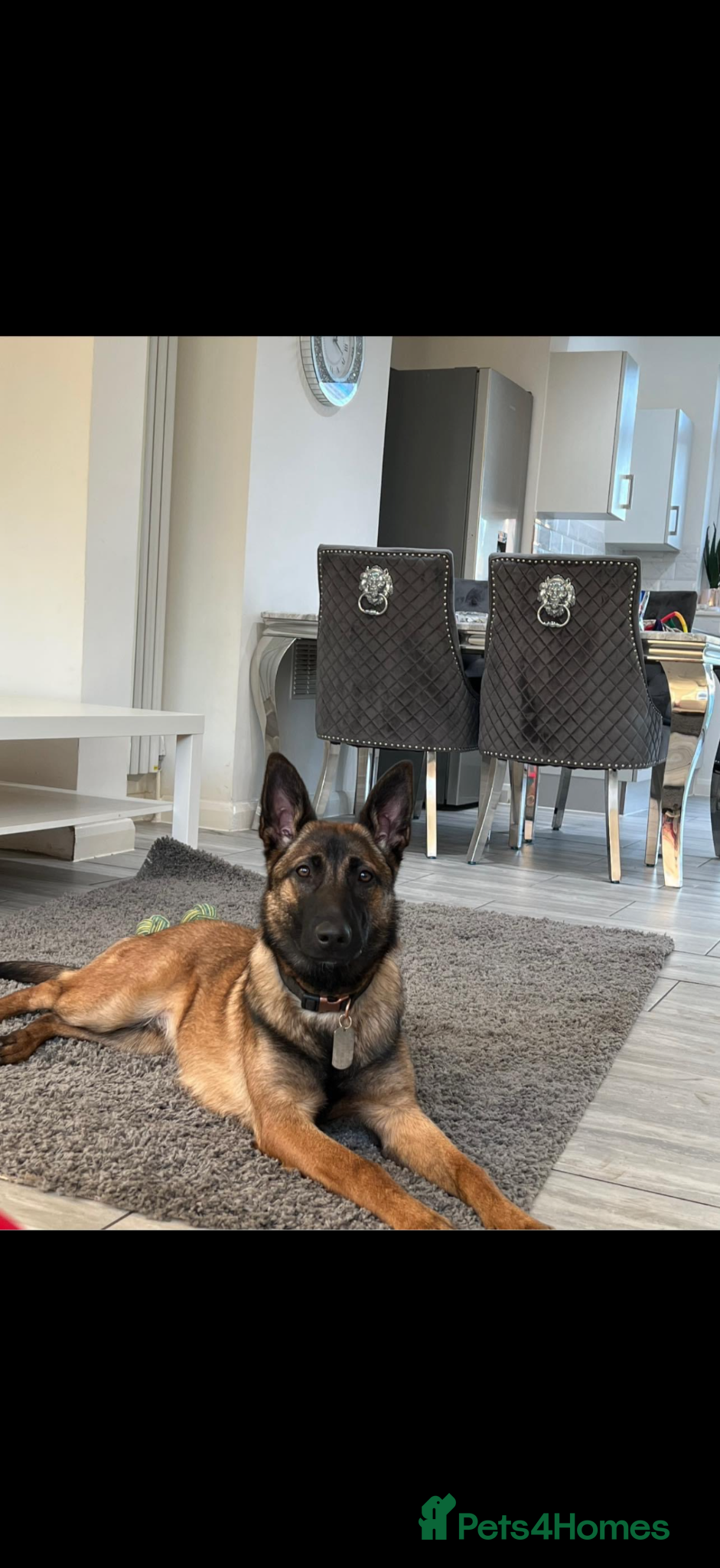 Mixed Breed dogs We’re sadly looking to rehome our Belgian Malinois - Advert 1