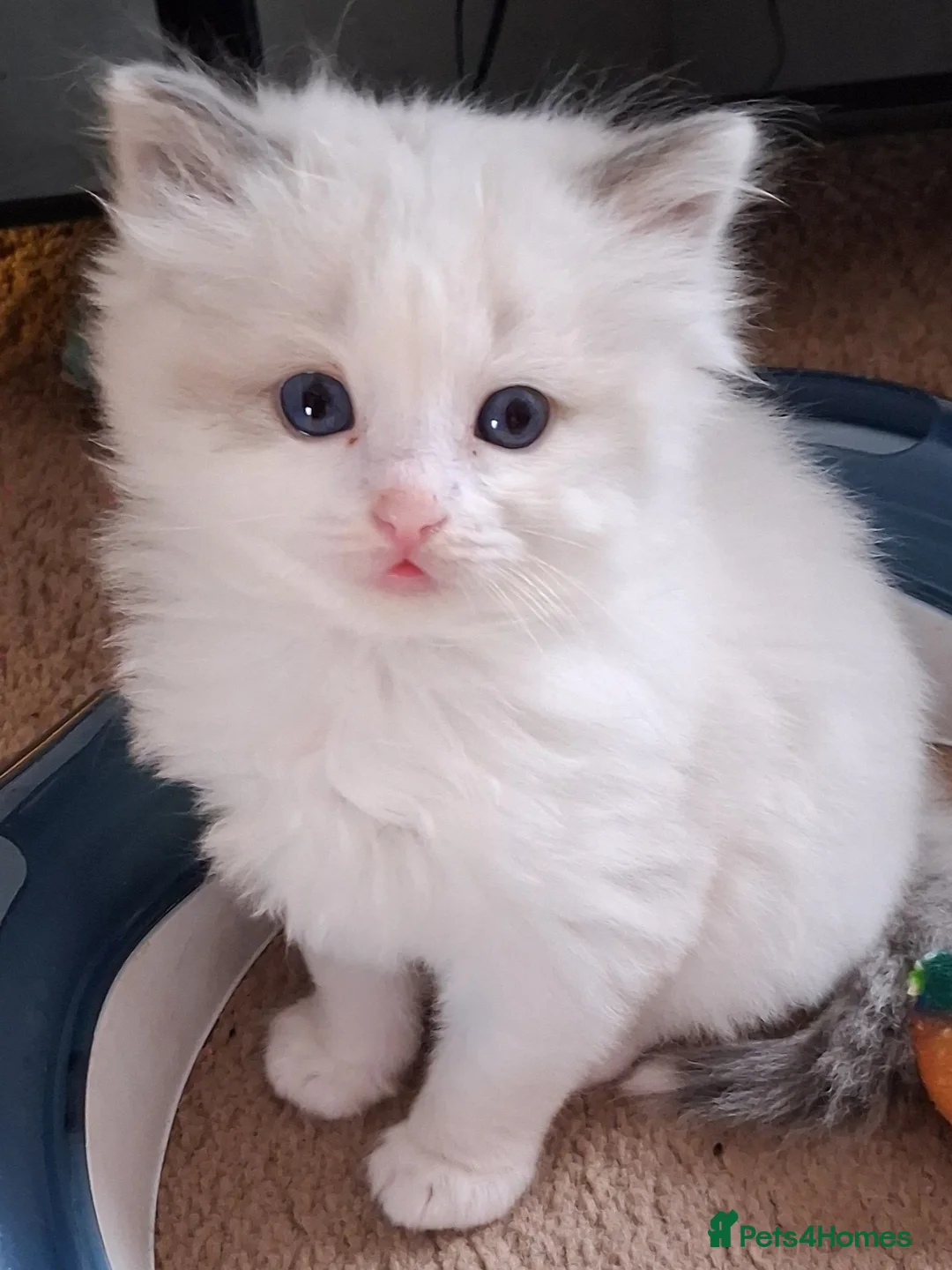 Ragdoll cats for sale: CUTE BLUE, LILAC BICOLOUR RAGDOLL KITTENS  - Advert 1