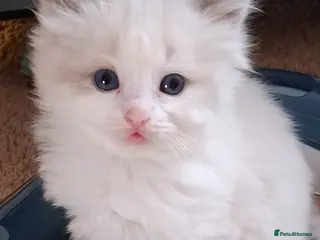 Ragdoll cats CUTE BLUE, LILAC BICOLOUR RAGDOLL KITTENS - Advert 18