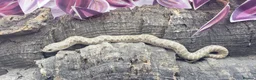 Snake reptiles for sale: Baby Western Hognoses mixed sex and morphs £100ea - Advert 12