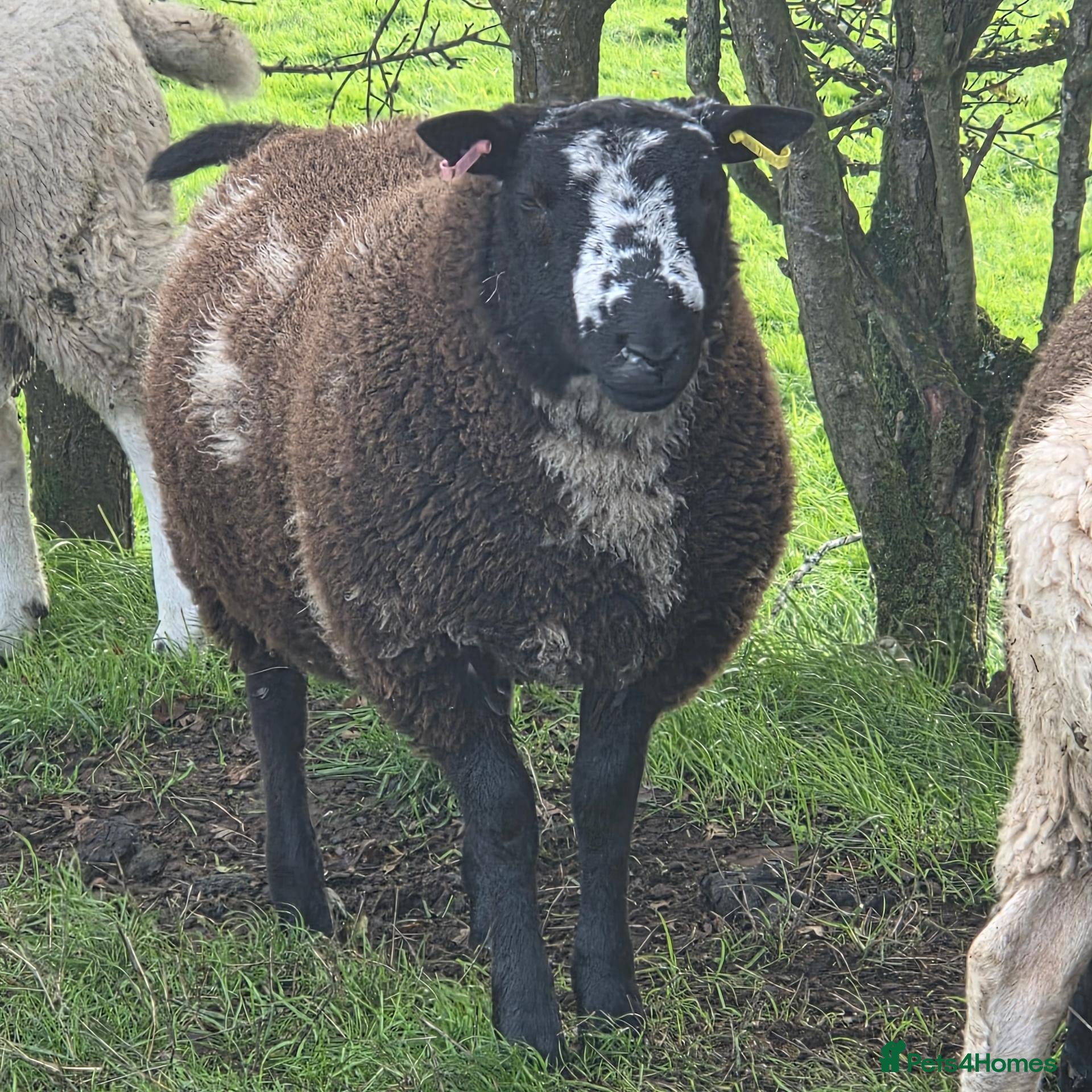 Sheep livestock Dutch Spotted x Texel Ram Lamb x2 - Advert 1