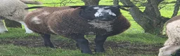 Sheep livestock for sale: Dutch Spotted x Texel Ram Lamb x2 - Advert 1