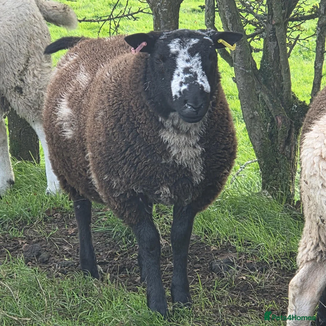 Sheep livestock for sale: Dutch Spotted x Texel Ram Lamb x2 - Advert 1