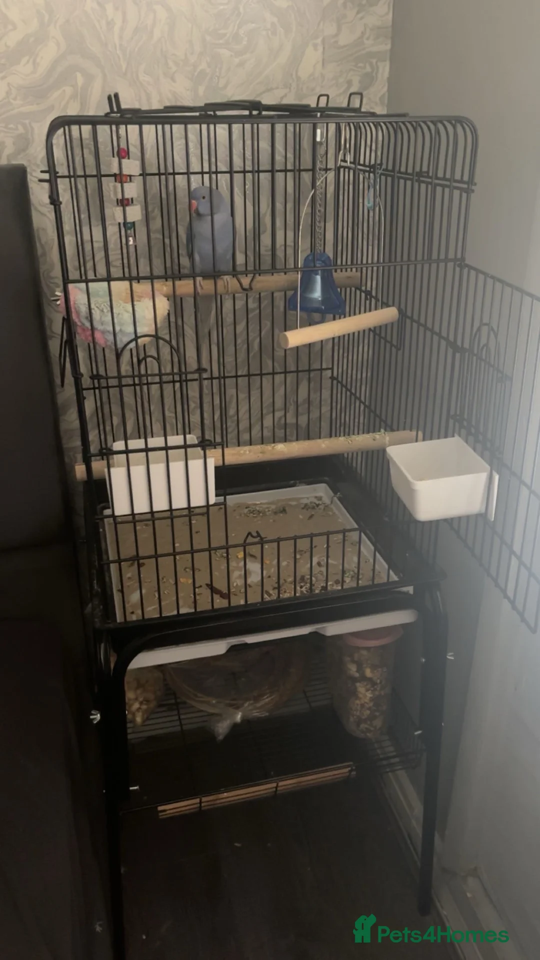 Parrots birds for sale: Violet Indian Ring Neck in Birmingham - Advert 2