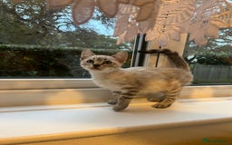 Bengal cats for sale: 3 Bengal kittens are looking for a new home 🏠 🐾 - Image 4