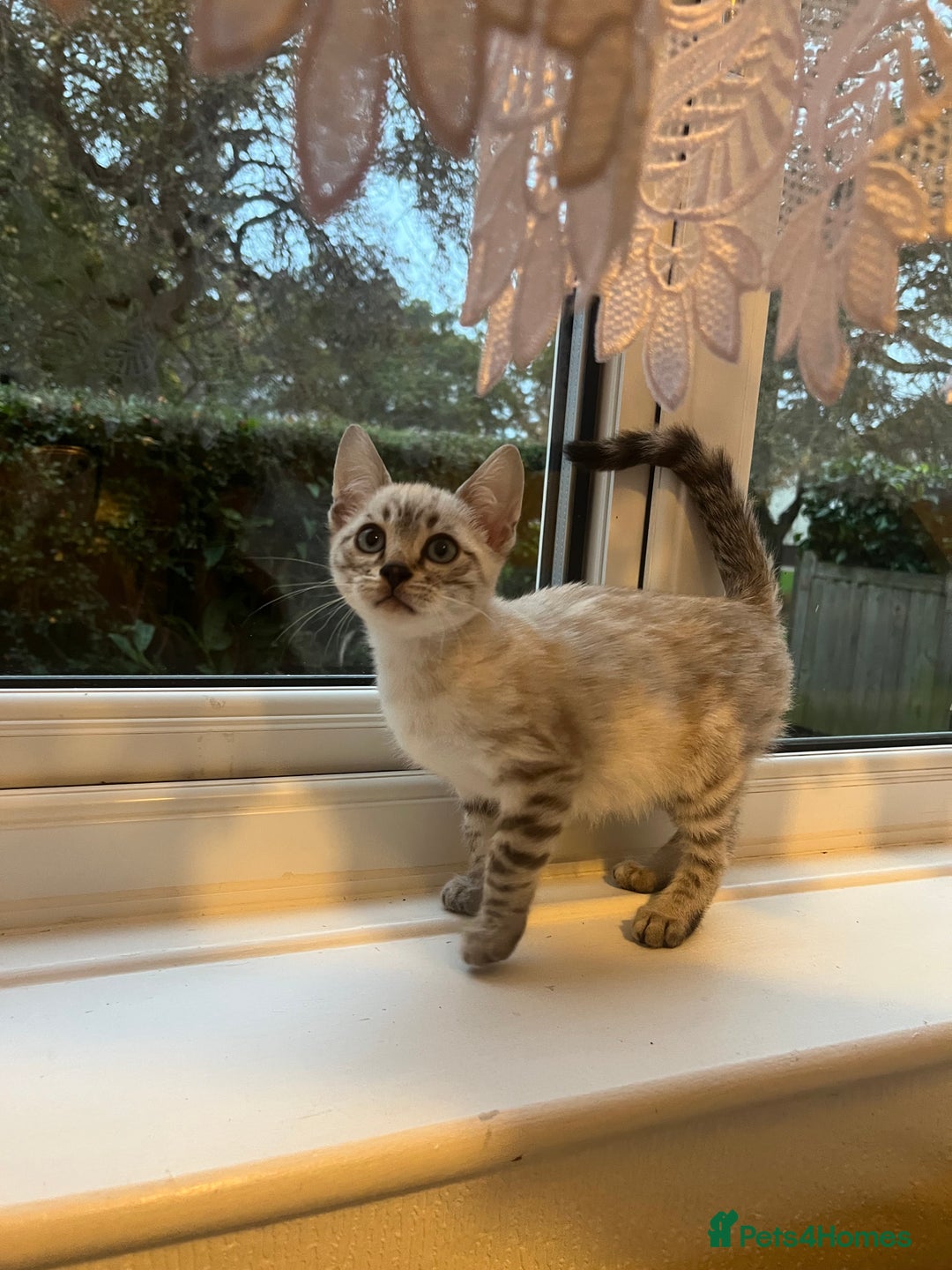 Bengal cats for sale: 3 Bengal kittens are looking for a new home 🏠 🐾 - Image 4