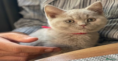 British Shorthair cats - Advert 3