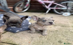 French Bulldog dogs for sale: Adorable Fresh bulldog - Image 3
