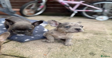 French Bulldog dogs - Advert 11