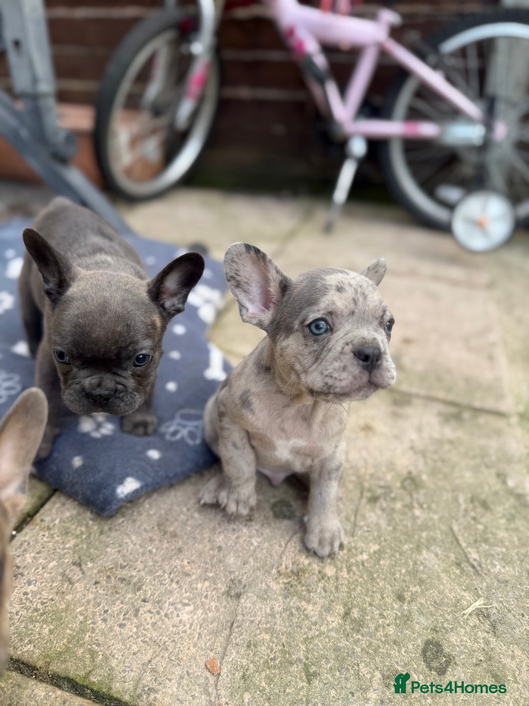 French Bulldog dogs for sale: Adorable Fresh bulldog - Image 3
