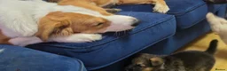 Mixed Breed dogs for sale: Beautiful male shepkita - Advert 2