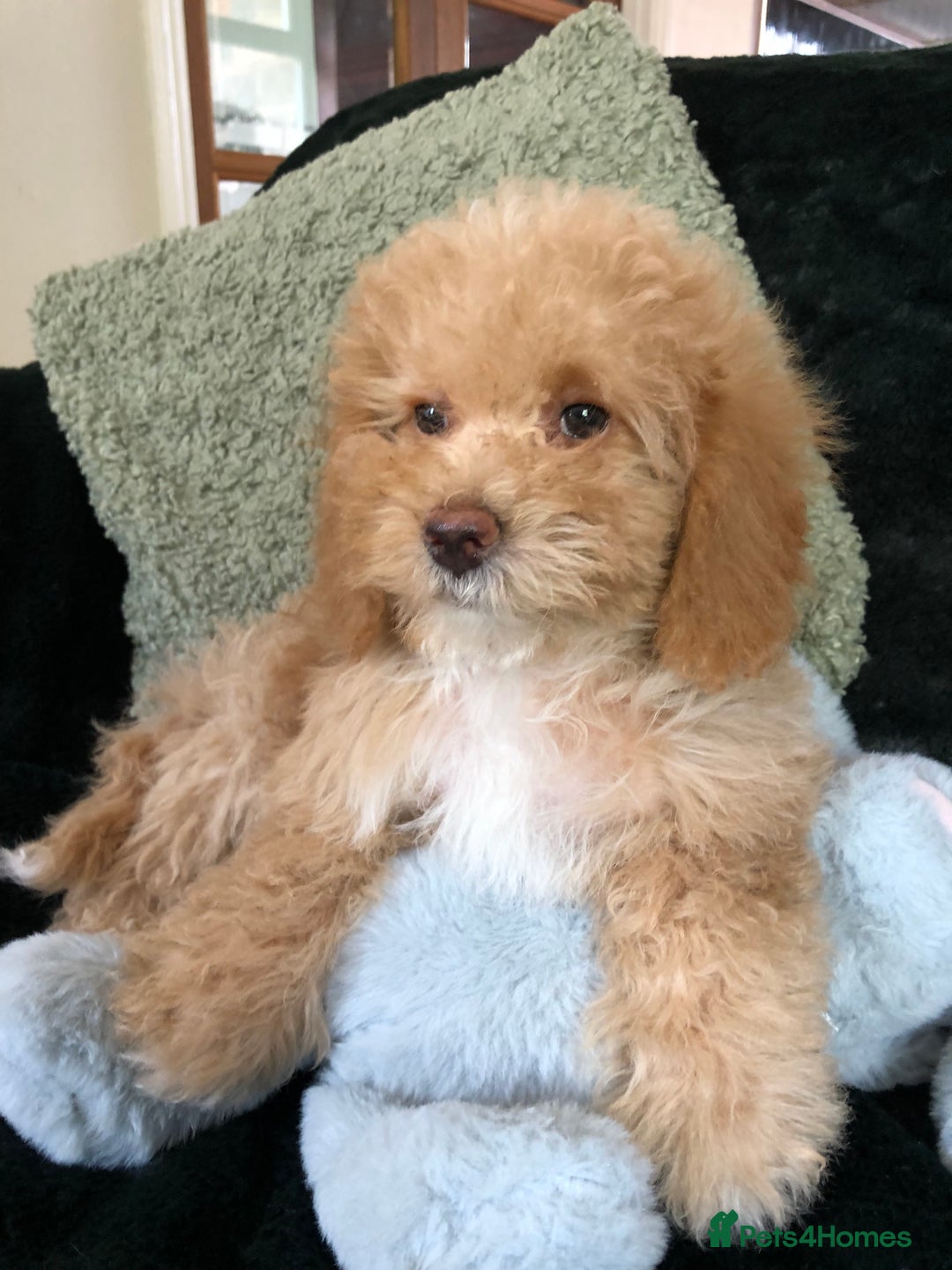 Mixed Breed dogs for sale: shihtzu x toy poodle puppies for sale - Image 33