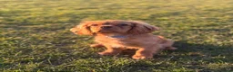 Cavalier King Charles Spaniel dogs for sale: 9 month old King Charles - Advert 7