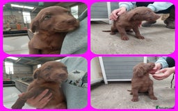 Mixed Breed dogs for sale: Beautiful friendly Labrador x Welsh Collie Puppies - Image 11