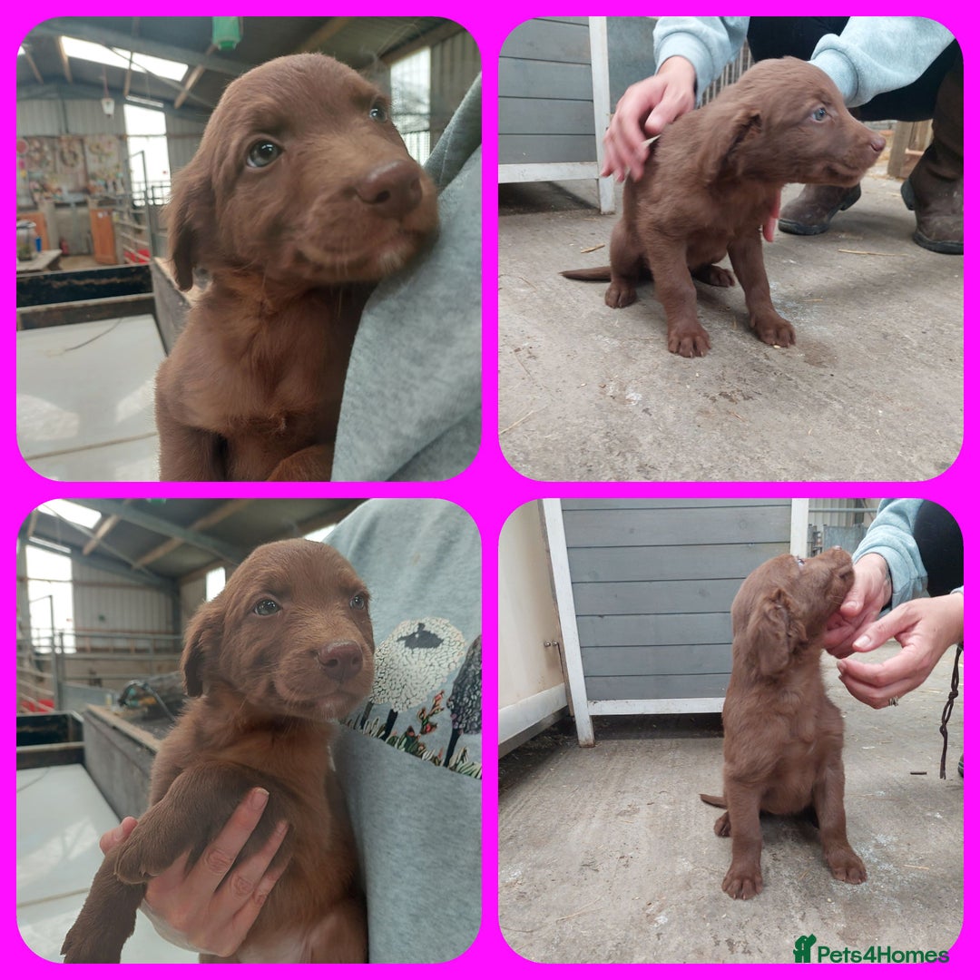 Mixed Breed dogs for sale: Beautiful friendly Labrador x Welsh Collie Puppies - Image 11