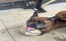 Mixed Breed dogs for sale: Dora  - Image 2