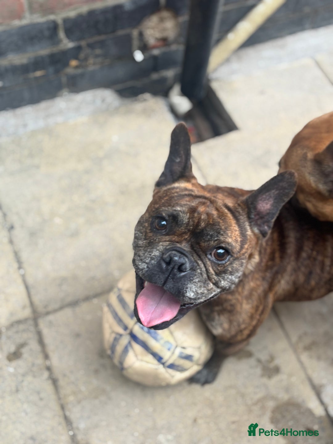 Mixed Breed dogs for sale: Dora  - Image 2