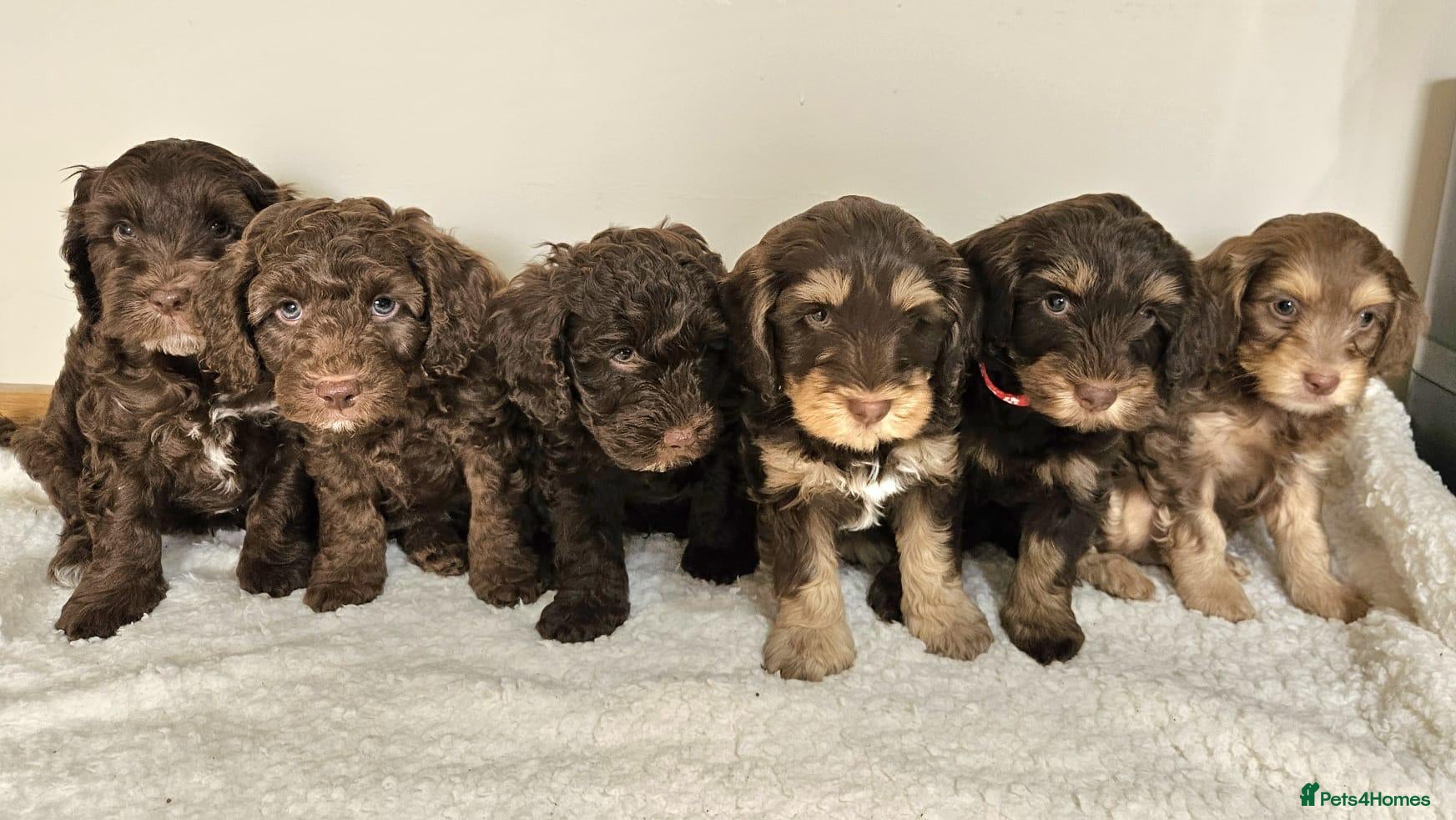 Cockapoo dogs LYNJONBORNS BEAUTIFUL COCKAP00 PUPPYS - Advert 1