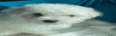 Bichon Frise 1