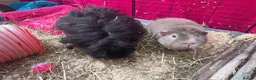 Guinea Pig rodents for sale: Friendly, health make Guinea pigs for rehoming.  in Taunton - Advert 2