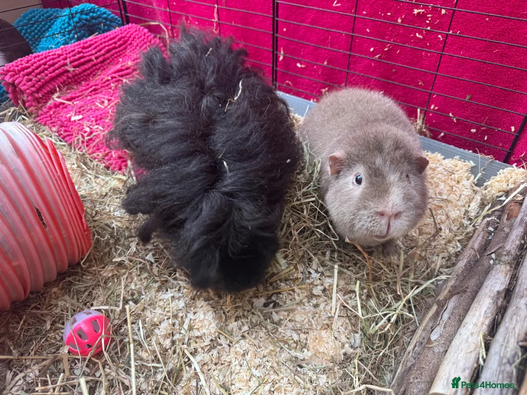 Guinea Pig rodents for sale: Friendly, health make Guinea pigs for rehoming.  in Taunton - Advert 2
