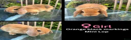 Mini Lop rabbits for sale: Mini lop / Mini lop cross orange / black bunnies - Advert 35