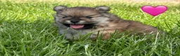 Pomeranian dogs for sale: Orange sable teddy bear type Pomeranians  - Advert 9