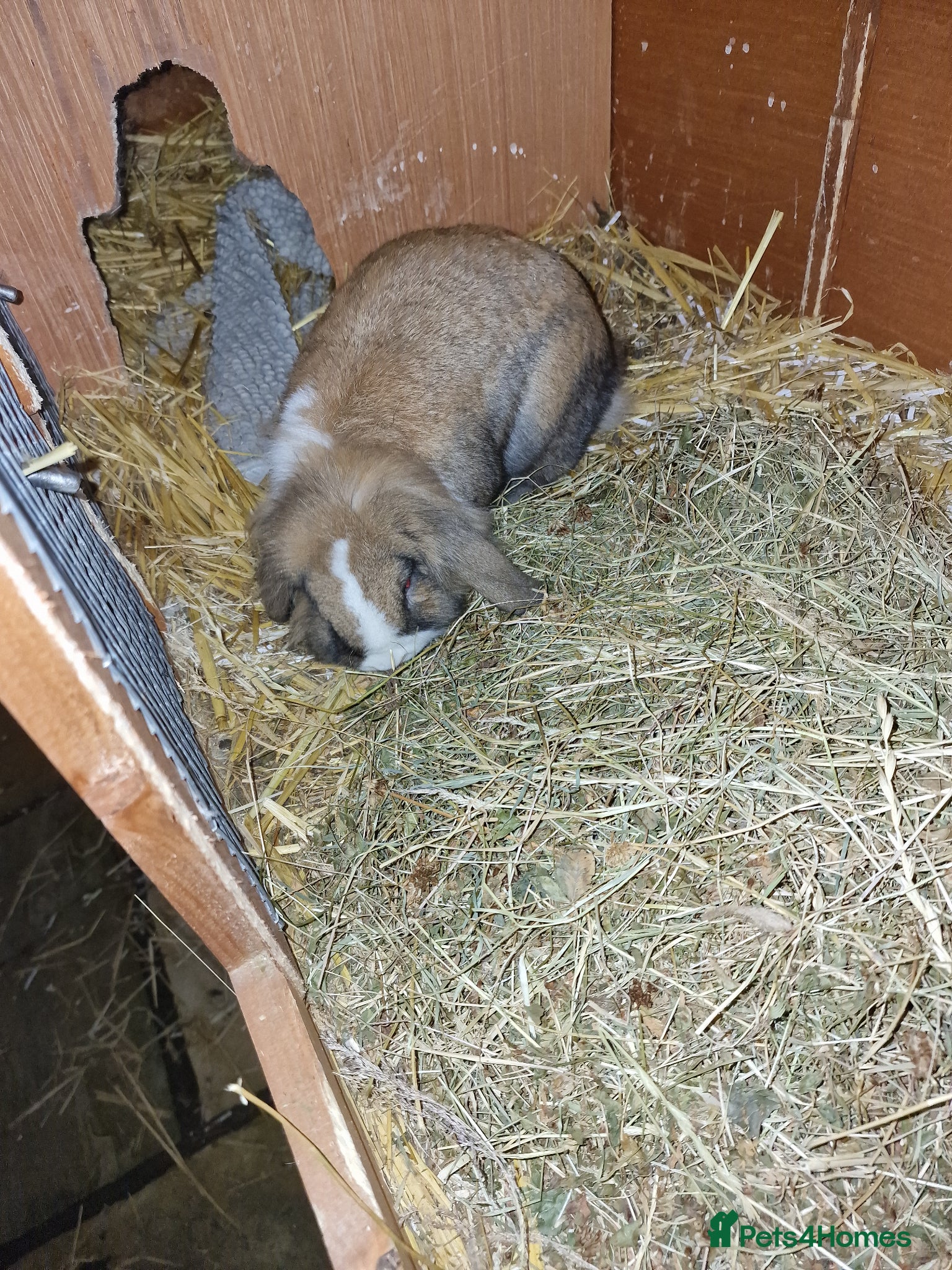 Mini Lion Lop rabbits Mini lion lop - Advert 2