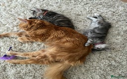 Maine Coon cats for sale: Ginger Maine coon boy - Image 5