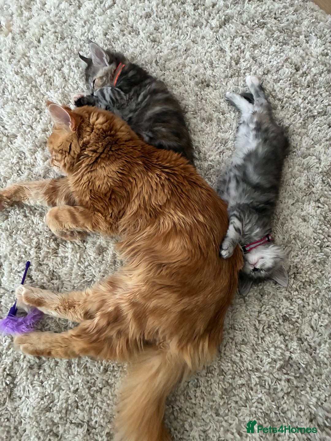 Maine Coon cats for sale: Ginger Maine coon boy - Image 5