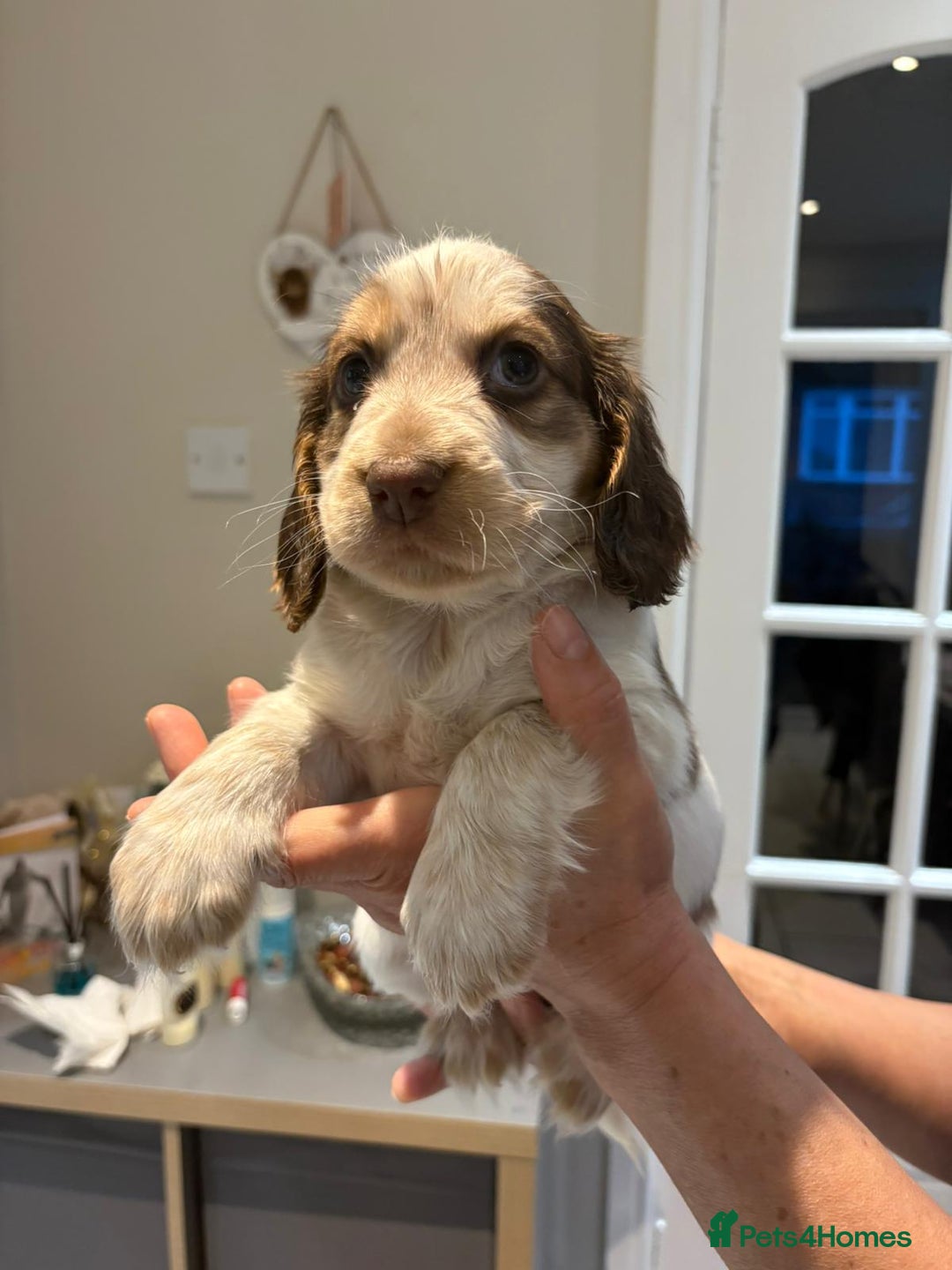 Cocker Spaniel dogs for sale: Pure show type KC reg DNA health test  - Advert 32