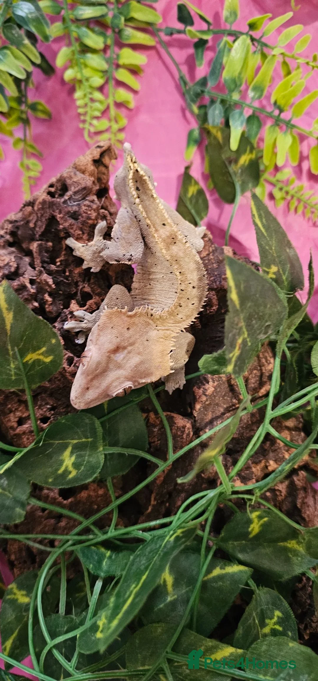 Gecko reptiles for sale: Mixed geckos - Advert 2