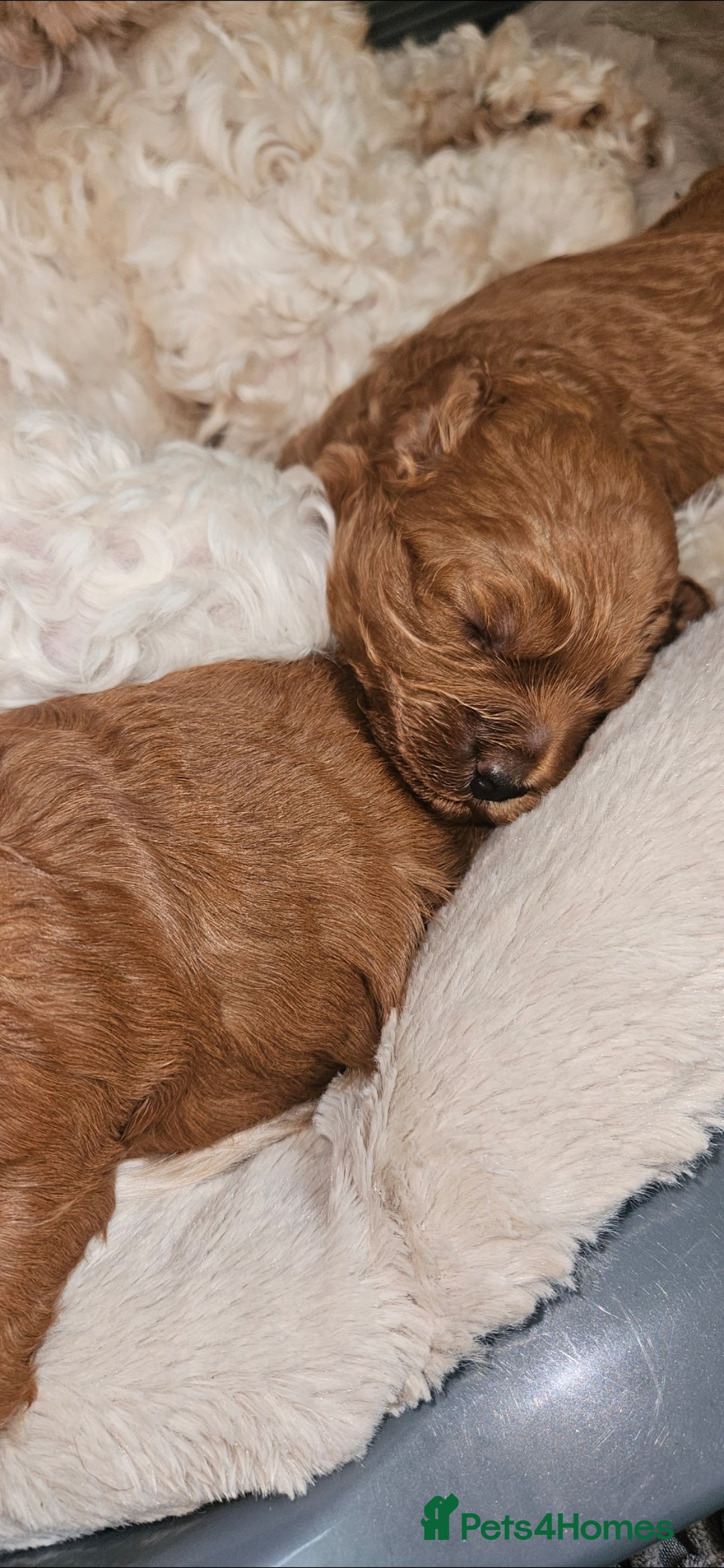Cavapoo dogs for sale: GORGEOUS CAVAPOO MALE LOOKING FOR LOVING HOME X - Advert 7