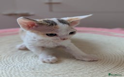 Devon Rex cats for sale: 🐾 Beautiful Devon Rex Kittens💕 - Image 25