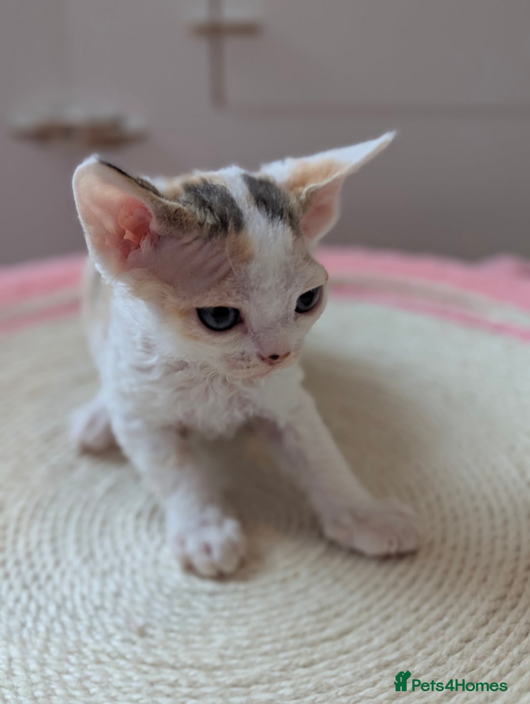 Devon Rex cats for sale: 🐾 Beautiful Devon Rex Kittens💕 - Image 25