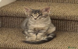 Maine Coon cats for sale: BEAUTIFUL PURE BREED MAINE COON KITTENS  - Image 15