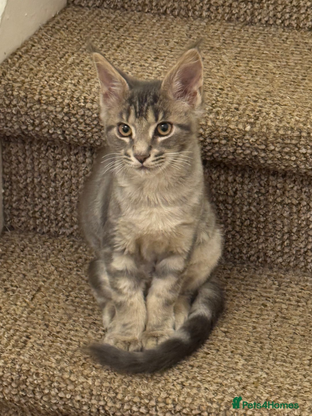 Maine Coon cats for sale: BEAUTIFUL PURE BREED MAINE COON KITTENS  - Image 15