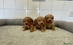 Cockapoo dogs for sale:  ❤️f1 cockapoos now having viewing 5 wks old  - Image 6