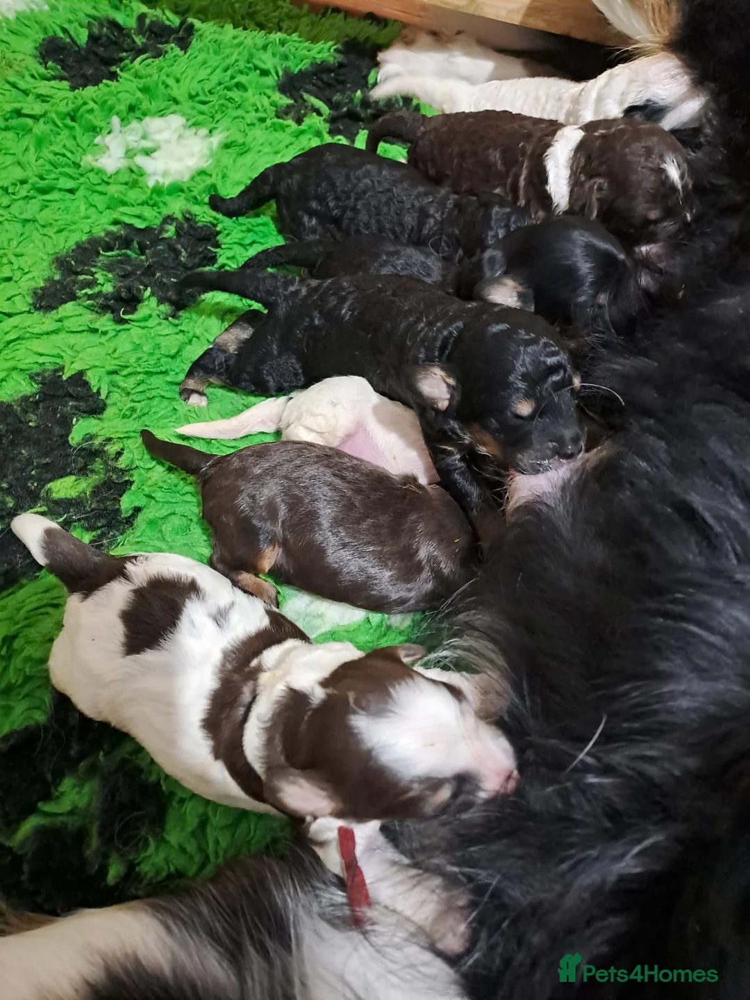 Bernedoodle dogs for sale: Stunning Bernedoodles💕DNA Health Tested Parents ! - Advert 5