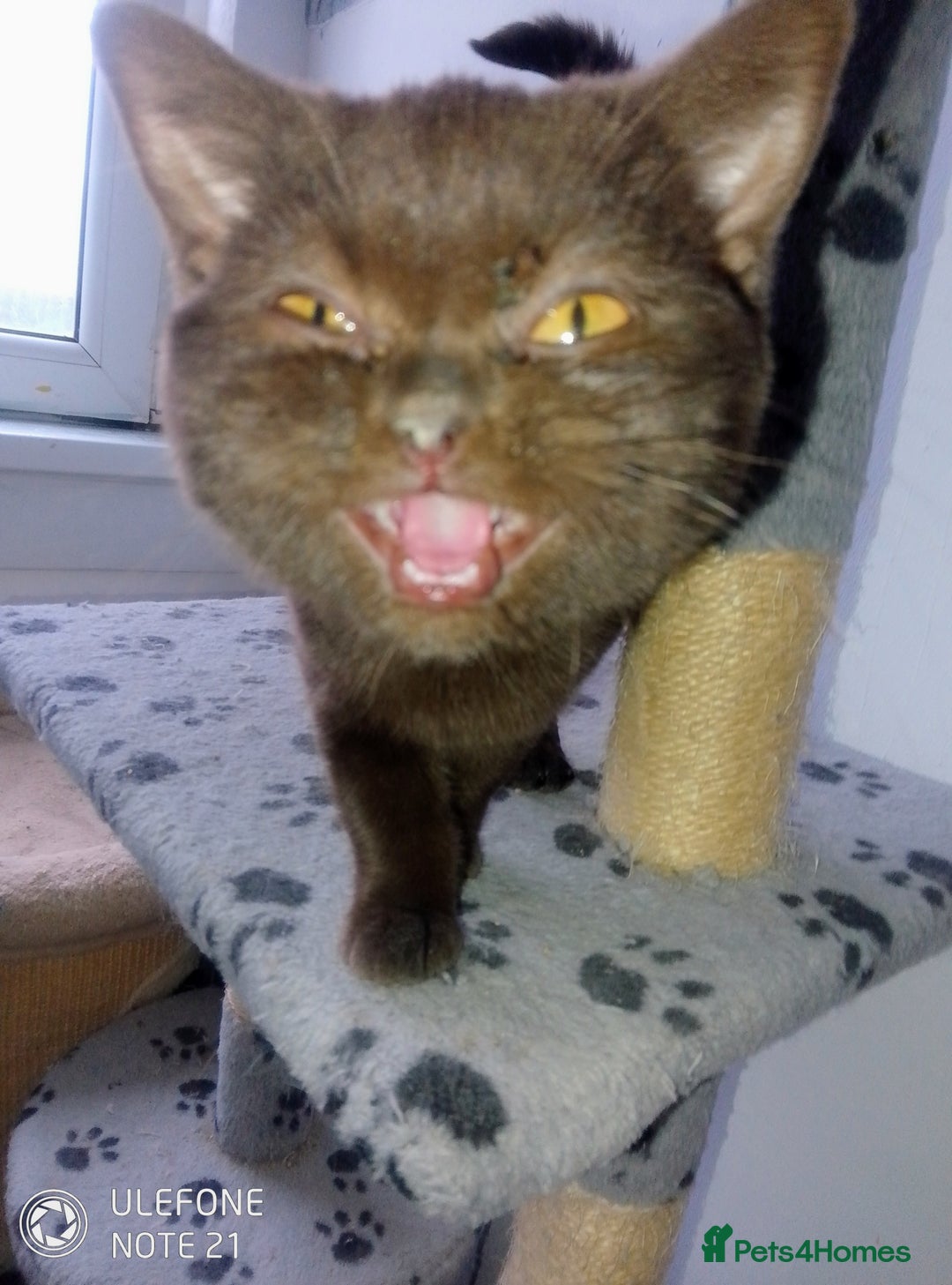 British Shorthair cats for sale: Beautiful  British Shorthair  - Advert 31