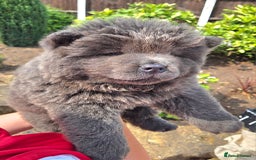Chow Chow dogs for sale: Chow chow puppies  - Image 31