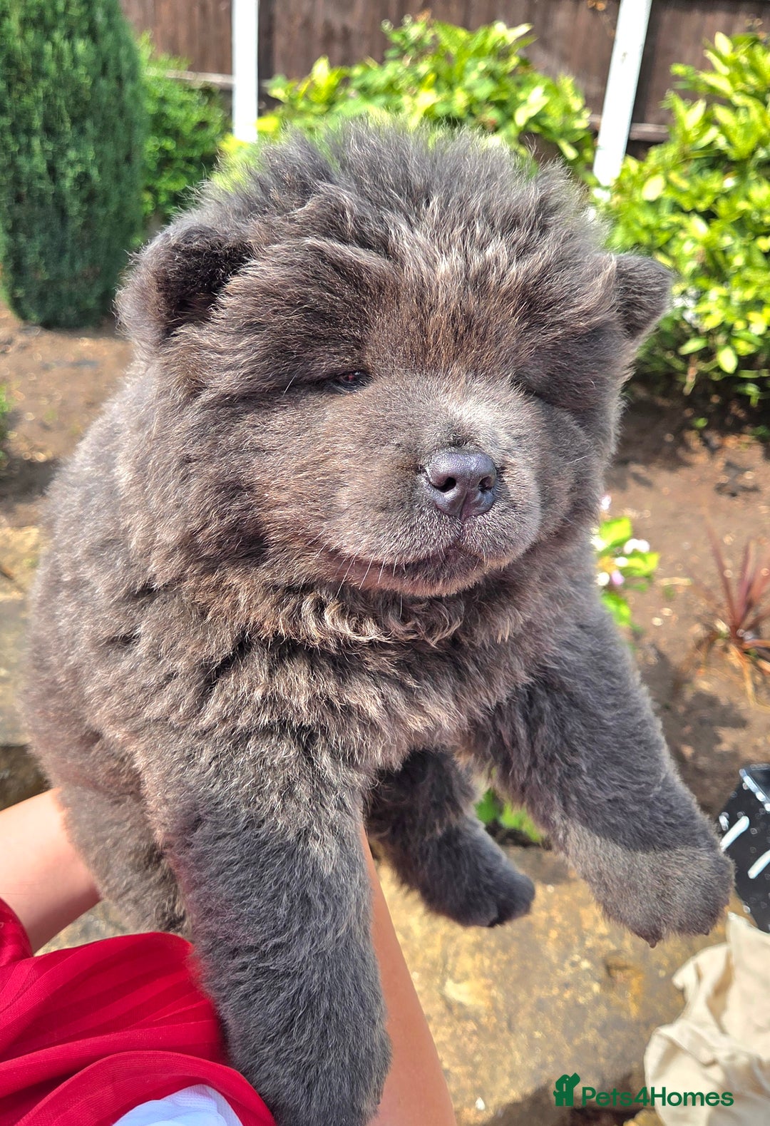 Chow Chow dogs for sale: Chow chow puppies  - Image 31