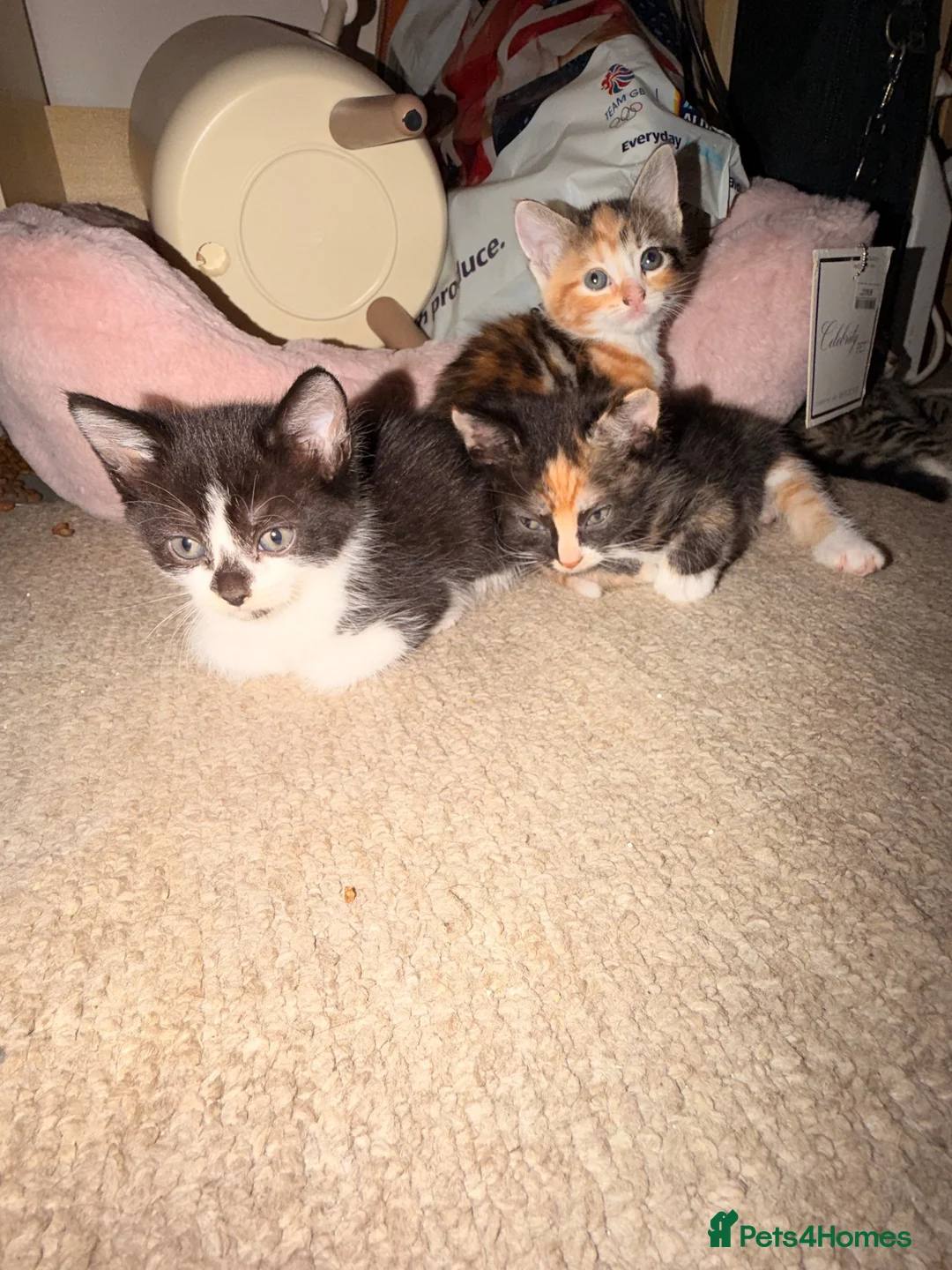 Mixed Breed cats for sale: 4 Beatiful Kittens to be adopted  - Advert 1