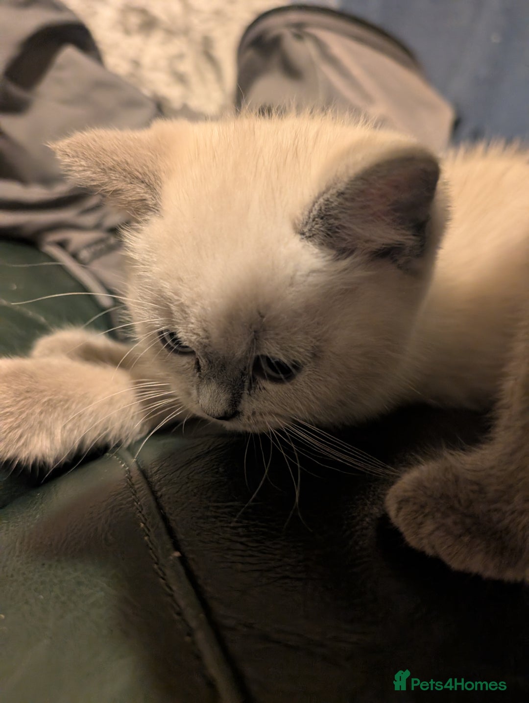 British Shorthair cats for sale: British Short Hairs And White BSH - Image 5