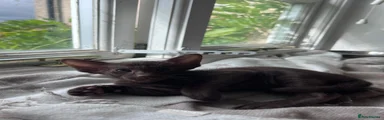Siamese Kitten 4